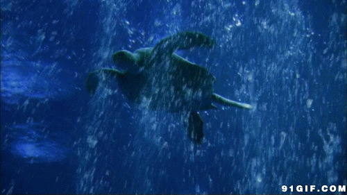 大海龟海底畅游动态图:海龟,游水