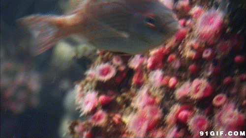 水中鱼儿游动态图片:小鱼,海水
