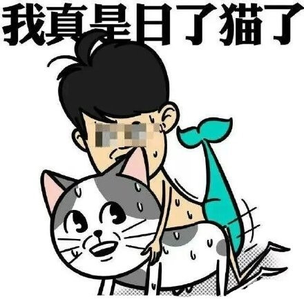 我真是日了猫了表情图片