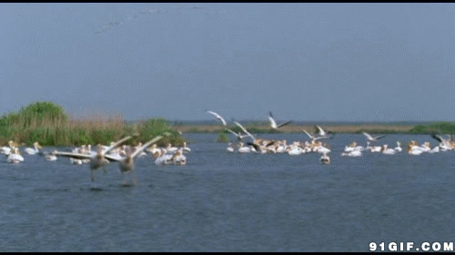 海鸟聚集江畔动态图片:海鸟,海鸥