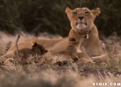 狮王母子情动态图片:狮子