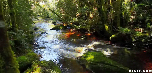 森林小溪图片:小溪,流水