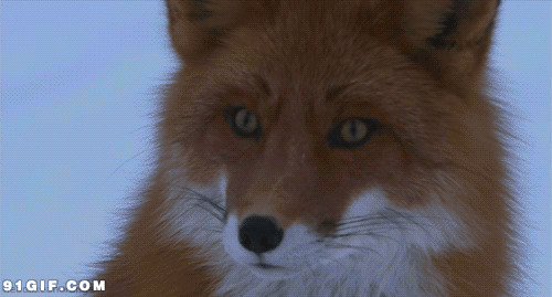 金毛狐狸动态图片:狐狸