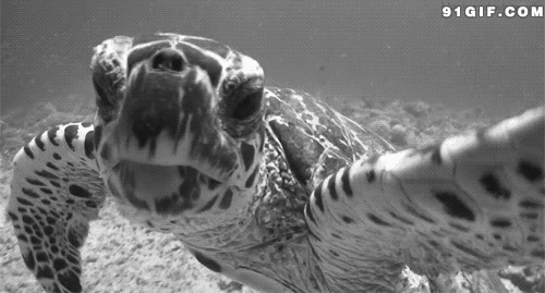 深海大海龟动态图片:海龟