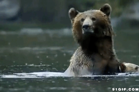 大狗熊母子过河动态图:狗熊