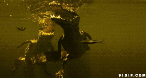 湖中鳄鱼觅食动态图:鳄鱼