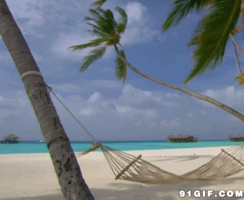 椰风海滩吊床动态图片:海滩