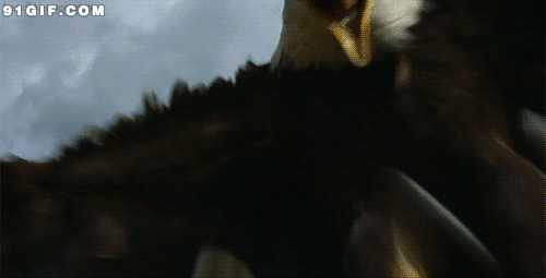 老鹰捕食动态图片:老鹰