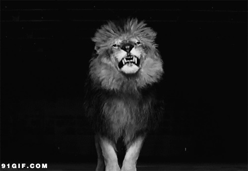 咆哮的狮子gif图片