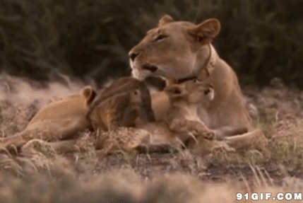 母狮子和宝宝动态图