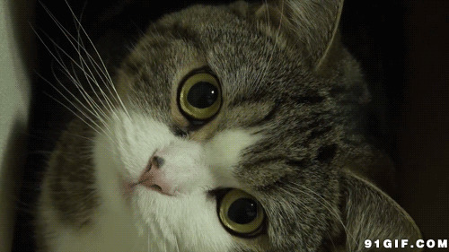 瞪大眼睛的猫咪动态图:猫猫