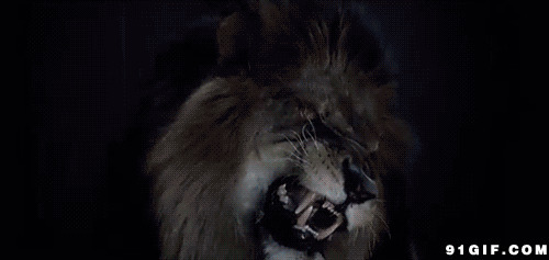 霸气狮子咆哮动态图片:狮子