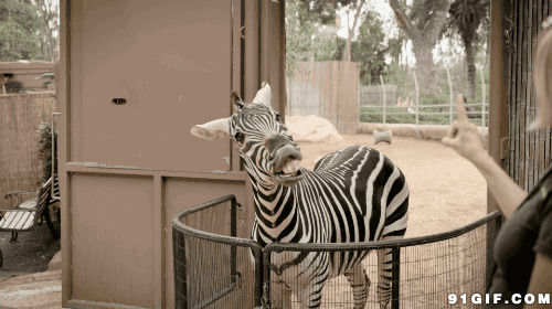 动物园看斑马动态图片:斑马