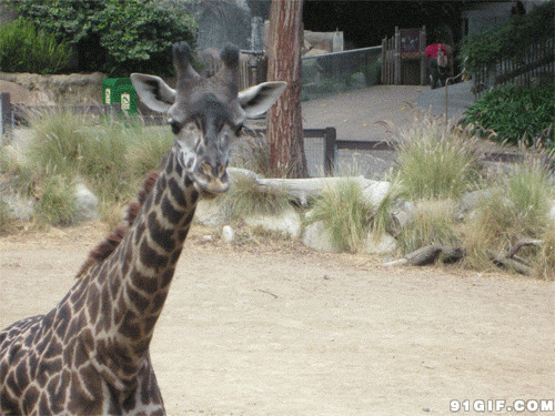 动物园长颈鹿动态图片:长颈鹿