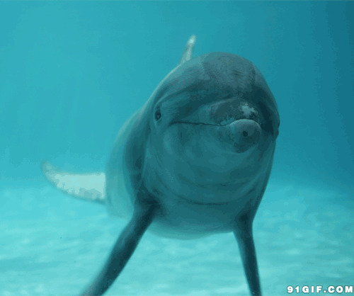 海豚水底畅游gif图片:海豚