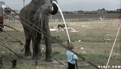 小孩和大象动态图片:大象