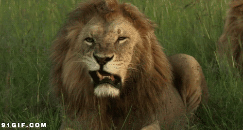 兽中之王狮子gif图片