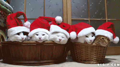 圣诞小猫咪动态图片:圣诞节