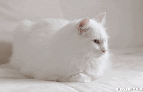 纯白色猫咪动态图片:猫猫