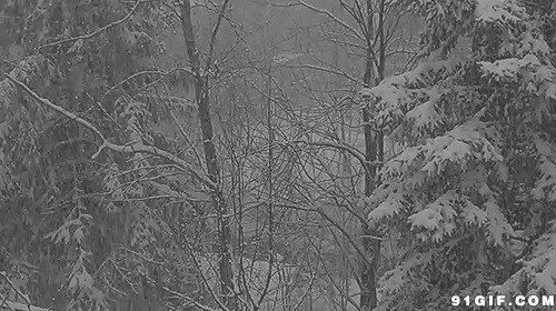 树林雪天挂银装动态图:下雪