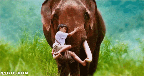 大象驮小孩动态图片:大象