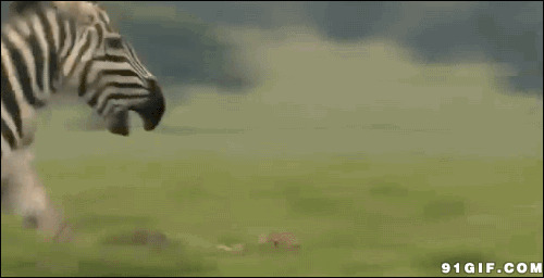 大斑马追小狮子动态图片:追逐