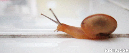 小小红蜗牛动态图片:蜗牛