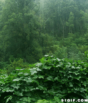 雨中的树林图片