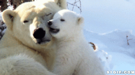 北极熊妈妈和宝宝图片:北极熊