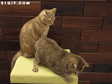 两只猫咪打架动态图片