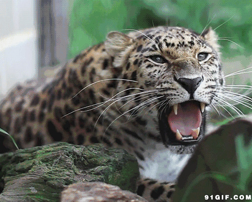猎豹尖牙利齿动态图片:猎豹