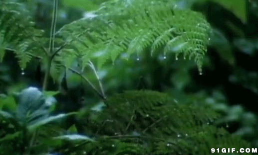 树叶落雨滴唯美动态图:雨滴