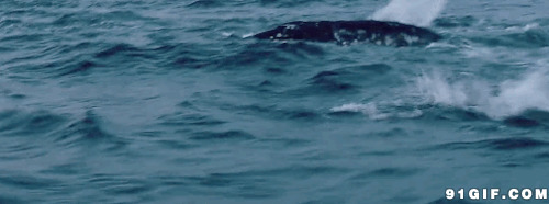 鲸鱼海洋潜水动态图片:鲸鱼
