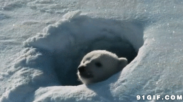 雪洞里的小北极熊图片:北极熊