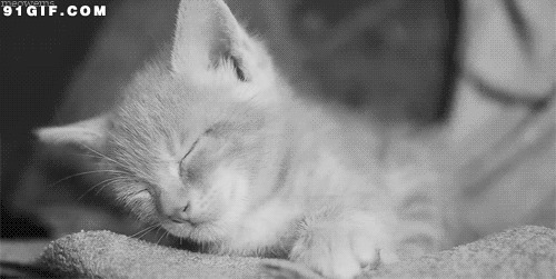 小猫咪打瞌睡gif图片