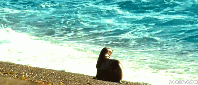 海狮海边散步动态图片:海狮