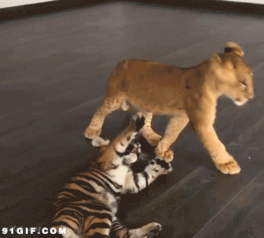 小虎小狮打架动态图片:老虎,狮子