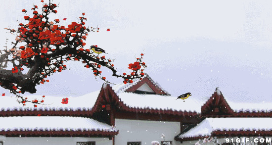 寒冬腊梅小鸟啄食唯美图片:寒冬,小鸟,下雪,雪景
