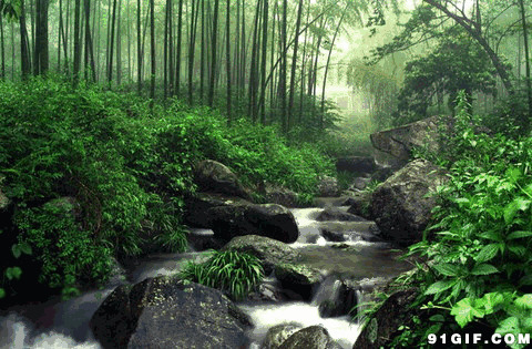 幽谷山林流水唯美图片:流水,唯美,小溪
