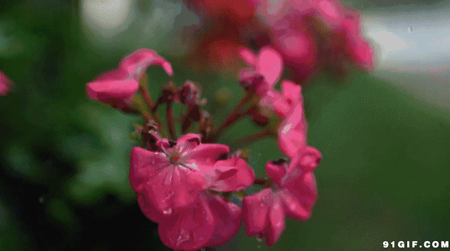 水滴落红花唯美图片:滴水,花朵