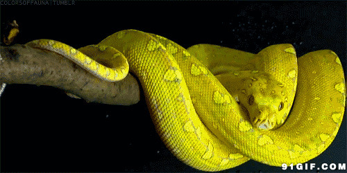 金黄大蟒蛇盘旋树枝图片:蟒蛇,蛇