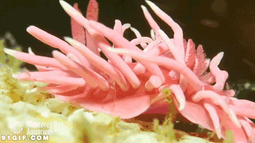 摆动的海底生物图片:海底