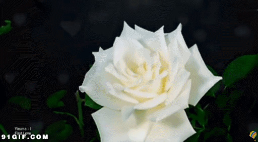 绽放的白色花朵图片:开花,盛开,玫瑰