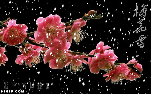天降梅花雪文字图片:梅花,下雪