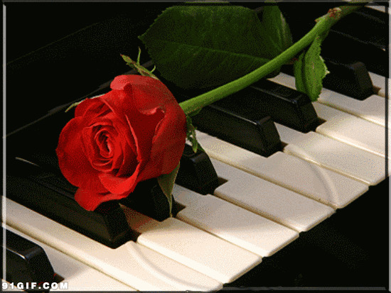 钢琴一束玫瑰花唯美图片