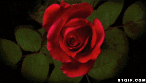 红色玫瑰花盛开图片:玫瑰花