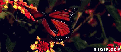 红色蝴蝶展翅唯美图片