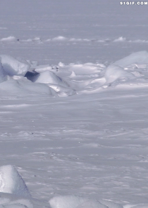 雪地奔跳北极熊图片:北极熊,奔跑