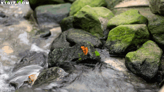 小溪青苔石上的蝴蝶图片