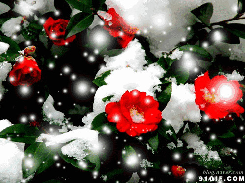 花儿无惧雪霜唯美图片:花朵,下雪